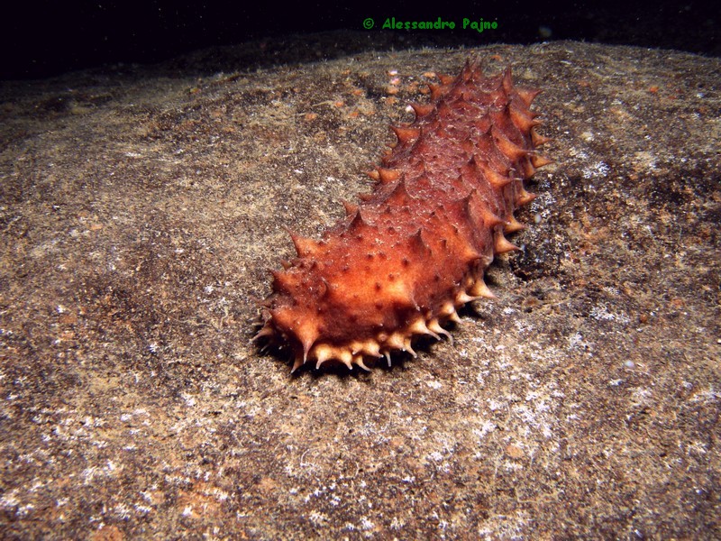 Holoturia tubulosa Gmelin, 1788